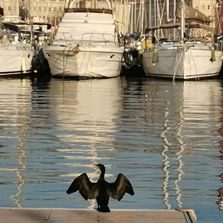 Marina Dream טולון